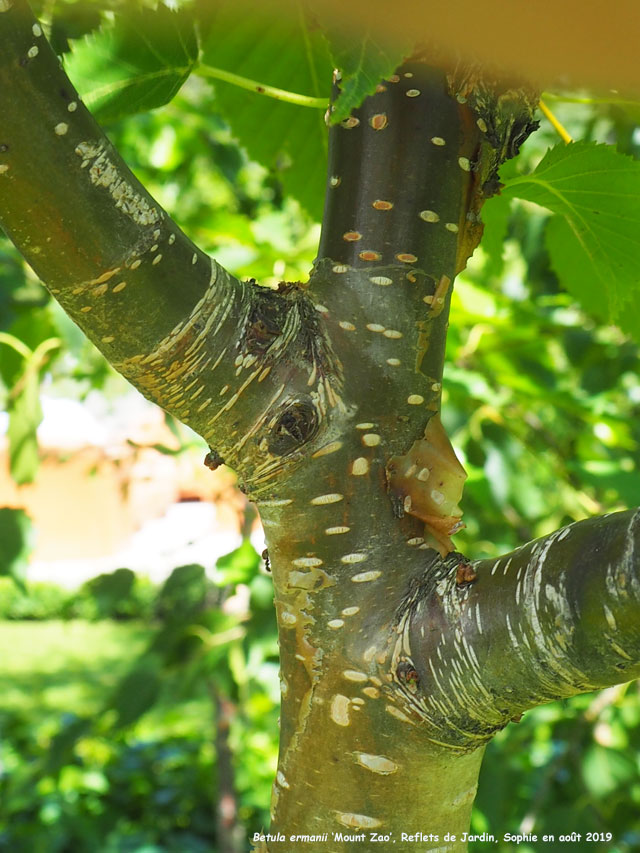 Betula ermanii 'Mount Zao'
