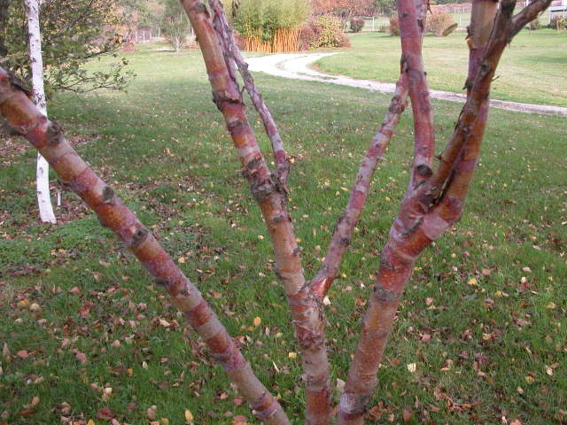 Betula albosinensis 'Bois Marquis'