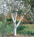 Betula nigra 'Grayswood Hill'