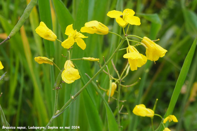 Brassica napus