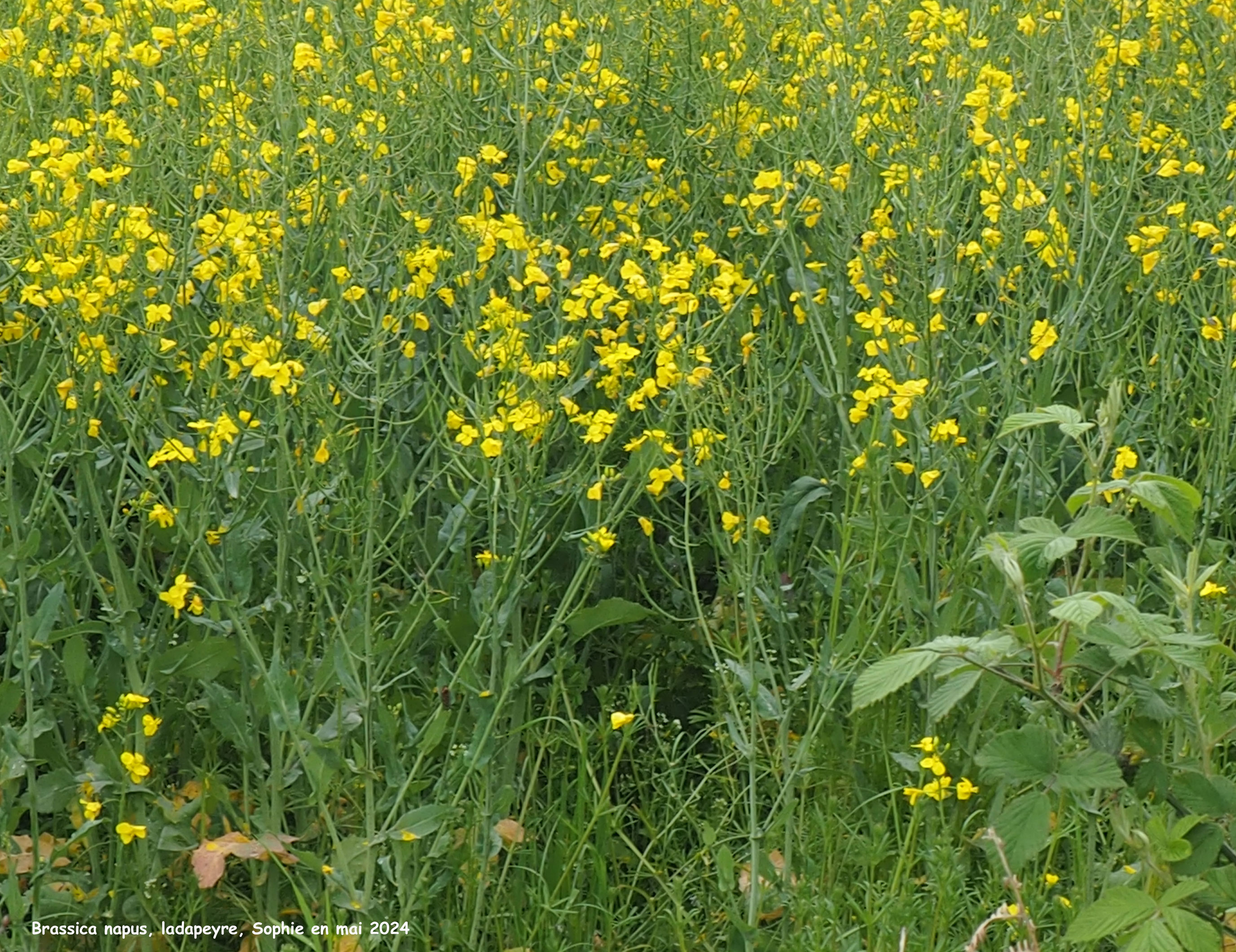 Brassica napus