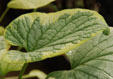 Brunnera macrophylla 'Hadspen Cream'