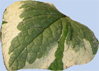 Brunnera macrophylla 'Variegata'