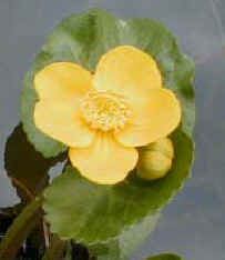 Caltha palustris