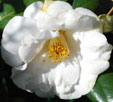 Camellia japonica 'White Nun'