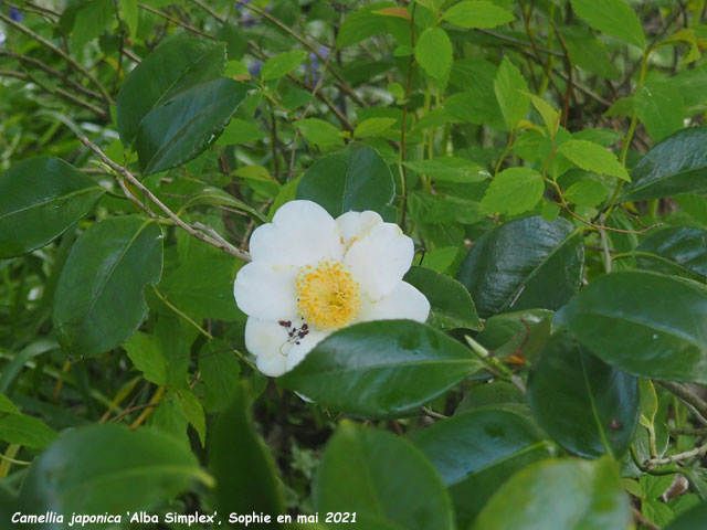Camellia japonica 'Alba Simplex'