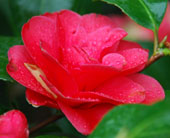 Camellia reticulata 'Mary Williams'