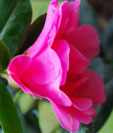 Camellia x williamsii 'Yesterday'