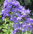 Campanula lactiflora 'Prichard's Variety'