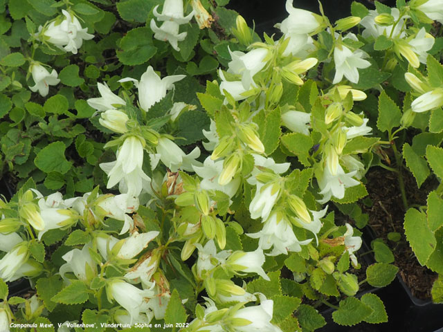 Campanula 'Sarastro'