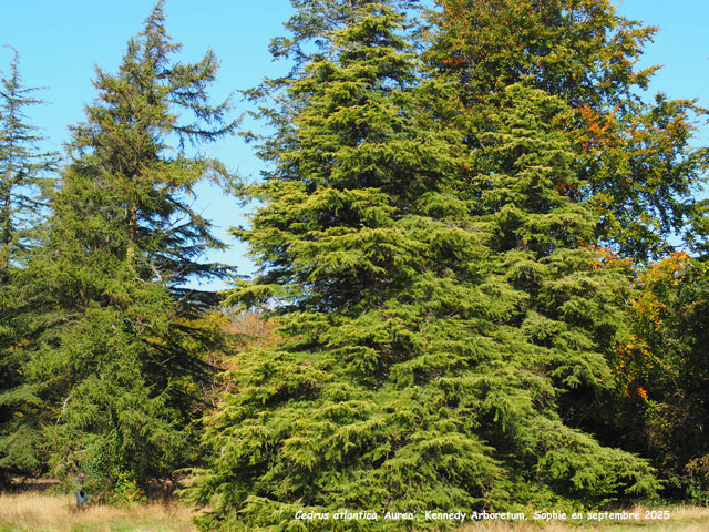 Cedrus atlantica 'Aurea'