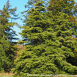Cedrus atlantica 'Aurea'