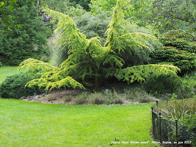 Cedrus libani 'Golden Dwarf'