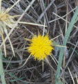 Centaurea sostititalis