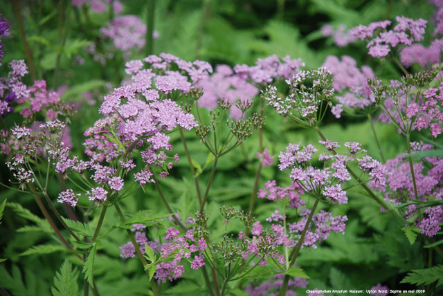Chaerophyllum hirsutum 'Roseum'