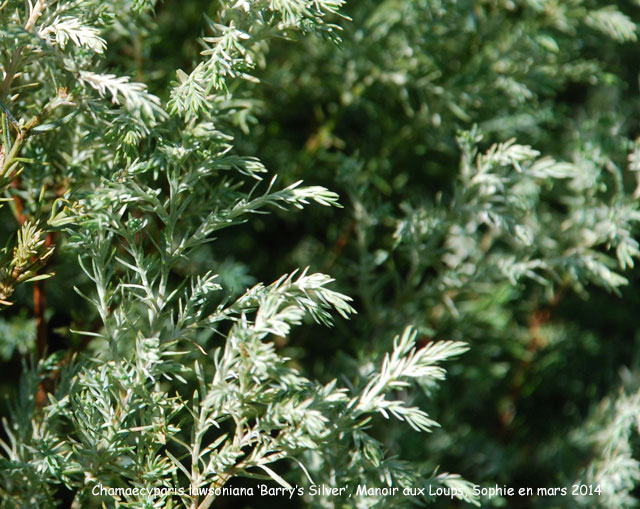 Chamaecyparis lawsoniana 'Barry's Silver