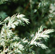 Chamaecyparis lawsoniana 'Barry's Silver'