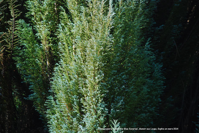 Chamaecyparis lawsoniana 'Blue Surprise'