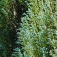 Chamaecyparis lawsoniana 'Blue Surprise'
