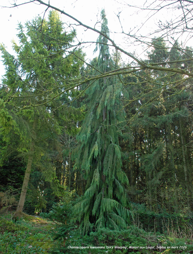 Chamaecyparis lawsoniana 'Dik's weeping'