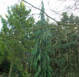 Chamaecyparis lawsoniana 'Dik's Weeping'