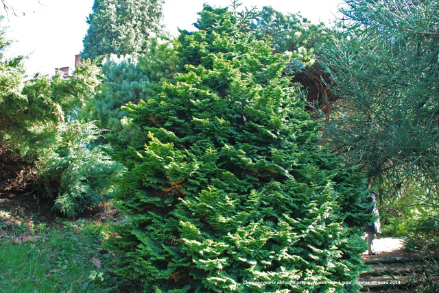 Chamaecyparis obtusa 'Kosteri'