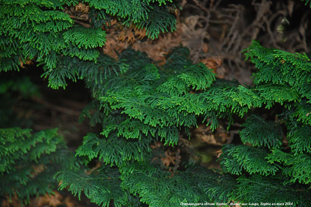 Chamaecyparis obtusa 'Kosteri'