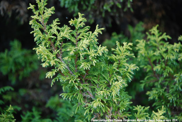 Chamaecyparis pisifera 'Plumosa Juniperoides'