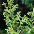 Chamaecyparis pisifera 'Plumosa Juniperoides'