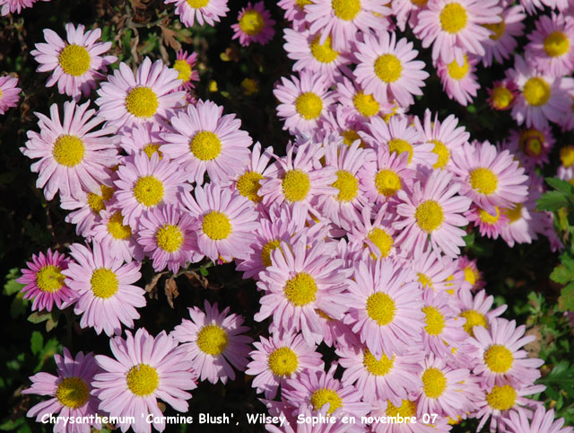 Chrysanthemum 'Carmine Blush'