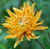 Chrysanthemum 'Kleiner Berstein'