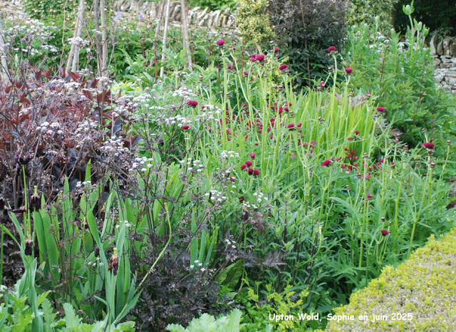 Cirsium rivulare 'Atropupureum'