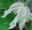 Clematis 'Pointy'