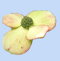 Cornus kousa var. chinensis 'Wisley Queen'