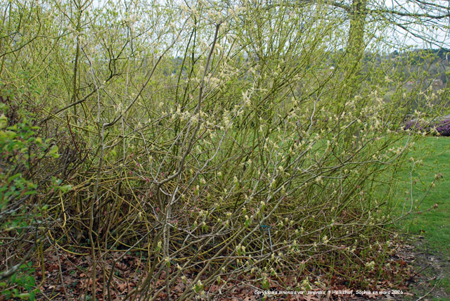 Corylopsis sinensis var. sinensis