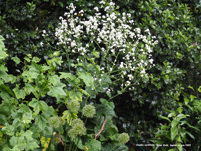 Crambe cordifolia