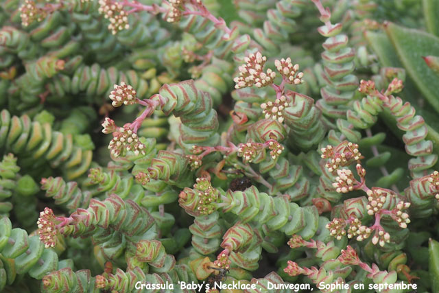 Crassula 'Baby's Necklace'