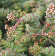 Crassula 'Baby's Necklace'