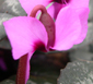 Cyclamen alpinum