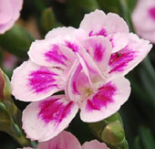 Dianthus 'Pink Kisses'