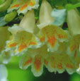 Dipelta yunnanensis