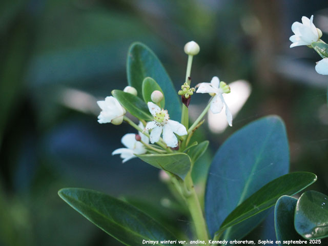 Drimys winteri var. andina