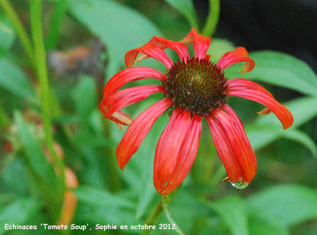 Echinacea 'Tomato Soup'