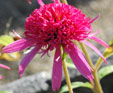 Echinacea 'Pink Double Delight'