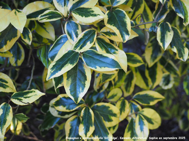 Elaeagnus x submacrophylla 'Gilt Edge' 