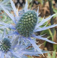 Eryngium x olivierianum 'Meyersblue'