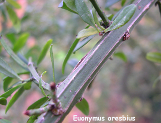 Euonymus oresbius