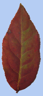 Euonymus oxyphyllus