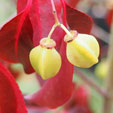 Euonymus carnosus 'Ruby Wine'