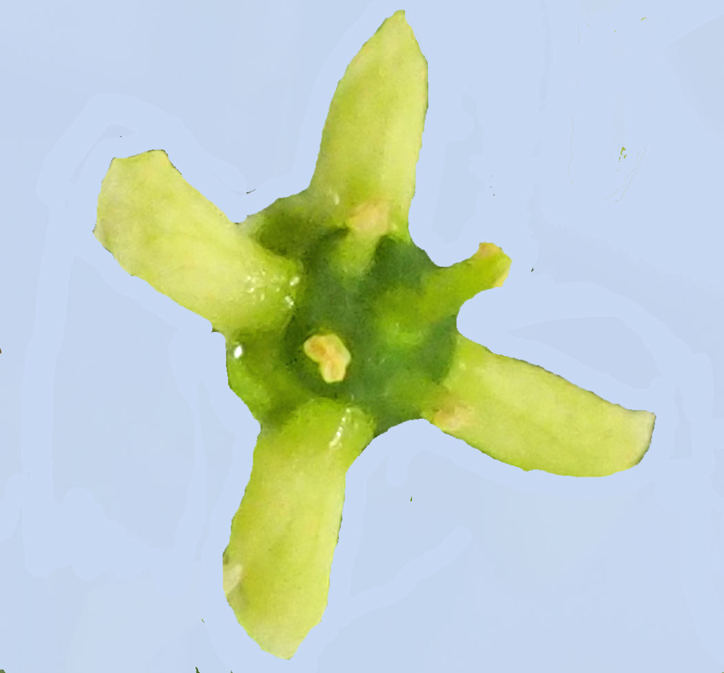 Fleur Euonymus europaeus